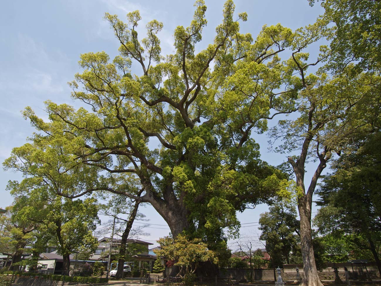 天地神社の大楠_a0110584_19541517.jpg