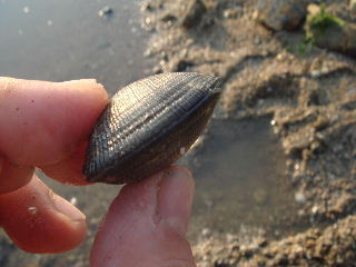 e0060485_8124847.jpg