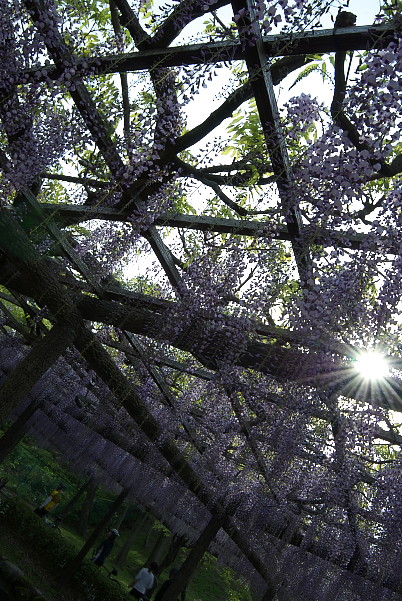 2010　wisteria_d0070386_17484541.jpg