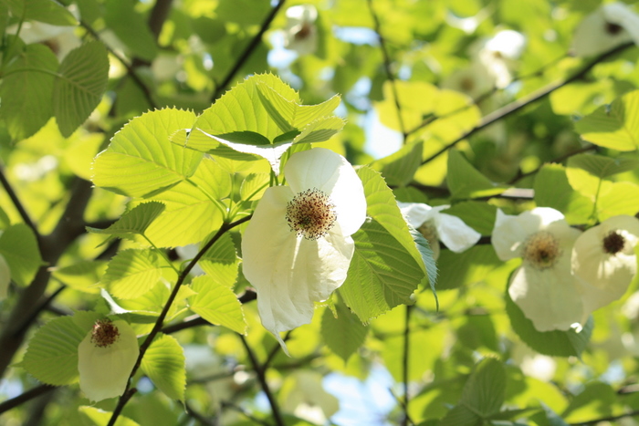 5月の日差しに輝いて～たわわに実る白いハンカチ♪_e0195587_18572240.jpg