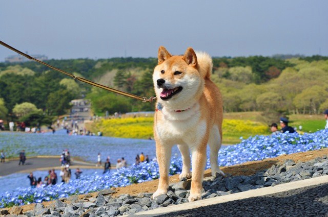 ネモフィラの丘_a0126590_11265473.jpg
