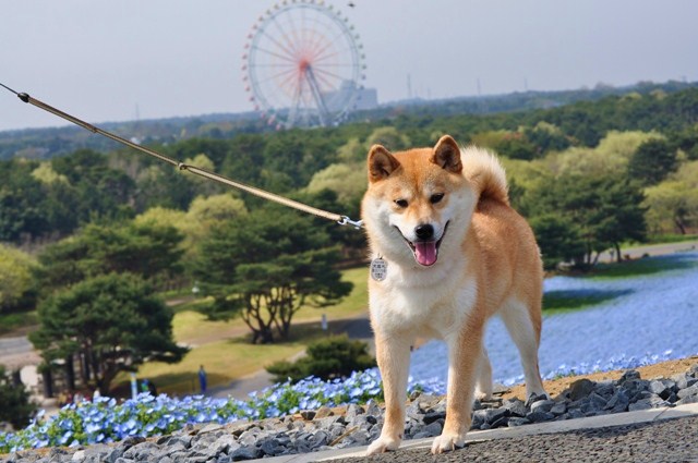 ネモフィラの丘_a0126590_11274912.jpg
