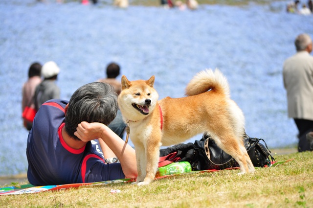 ネモフィラの丘_a0126590_11364712.jpg