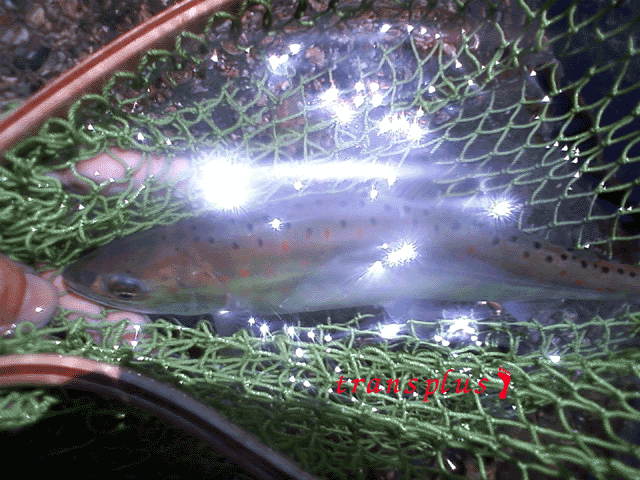 b0031493_129871.gif