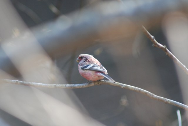 春の鳥見　ベニマシコ_c0190594_8384388.jpg