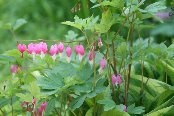 花を見に行く～☆_f0158596_6573194.jpg