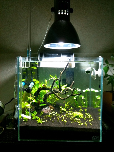 60cm水槽 Low 配石 Unnatural Aquarium 60cm水槽 Low 配石 Unnatural Aquarium