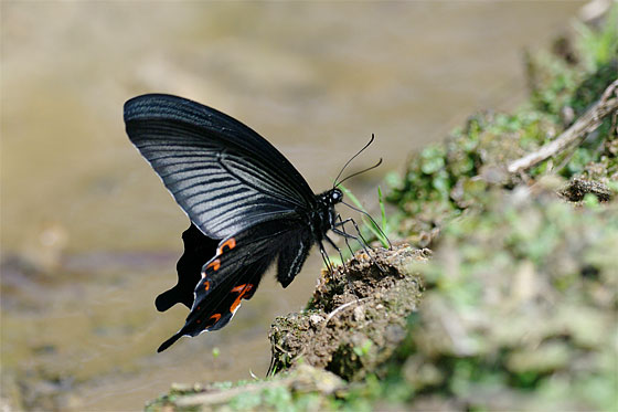 d0001300_21553072.jpg
