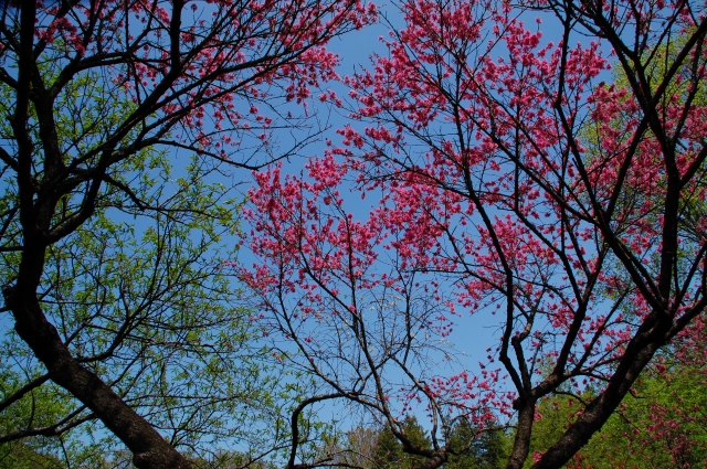 子供の未来　in 神代植物公園_a0169902_13104065.jpg