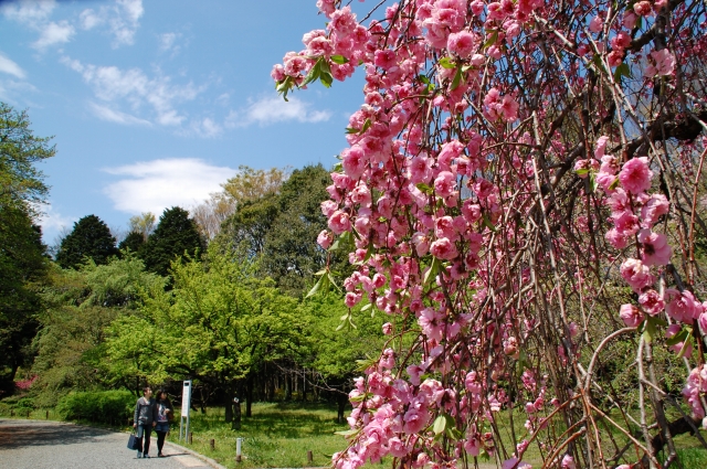 子供の未来　in 神代植物公園_a0169902_13143615.jpg