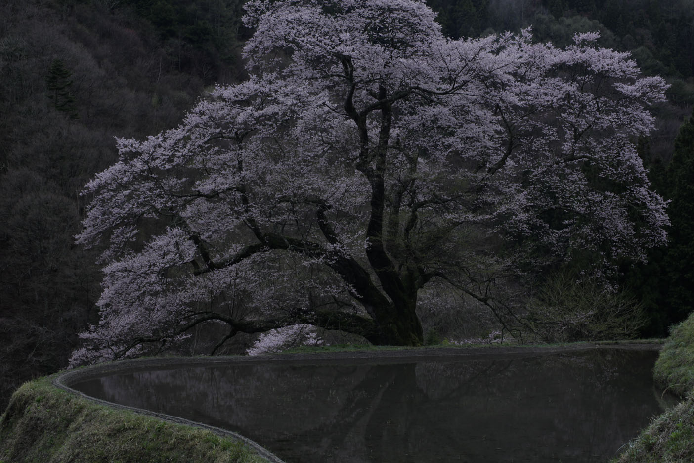 阿智村　駒つなぎの桜2010（１）_b0137402_1022382.jpg