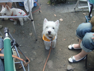 もなみ公園inウエスティー BBQ!!_c0226202_23491418.jpg