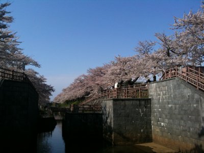 新屋の桜_f0080102_20272230.jpg