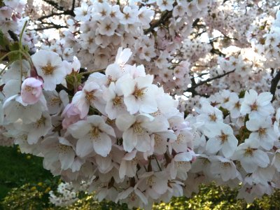 新屋の桜_f0080102_2028432.jpg