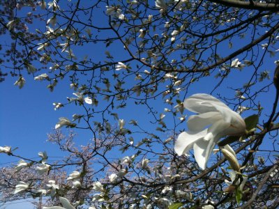 新屋の桜_f0080102_20292076.jpg