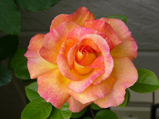 a0123003_20472144.jpg