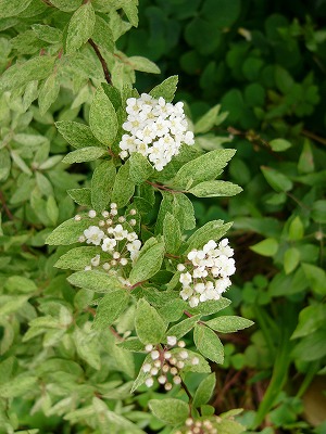a0123003_21133950.jpg