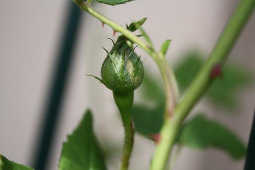 頑張り屋のラナンキュラスと のんびりな薔薇たち_c0229003_17234025.jpg