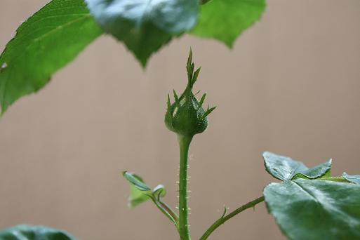 頑張り屋のラナンキュラスと のんびりな薔薇たち_c0229003_1724175.jpg