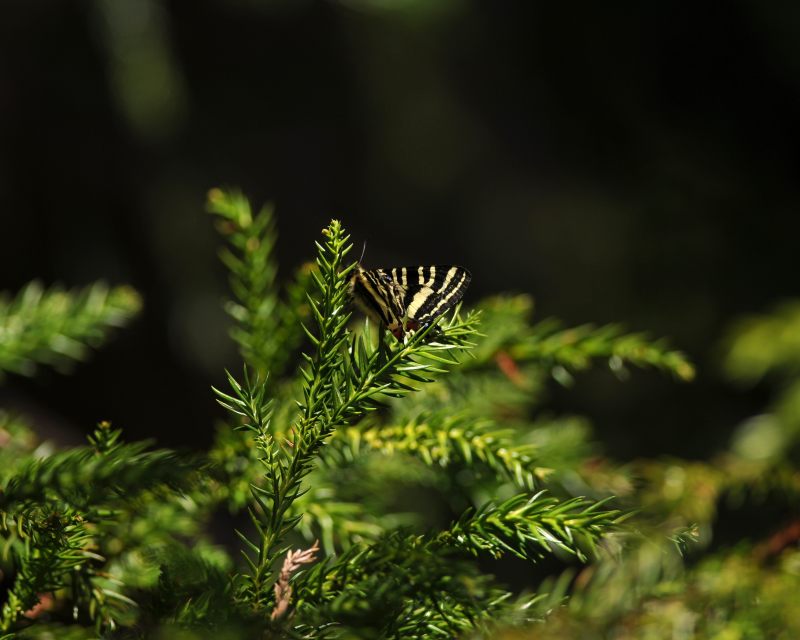 e0103903_1853026.jpg