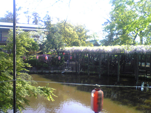 藤棚（久伊豆神社）_e0145206_015565.jpg