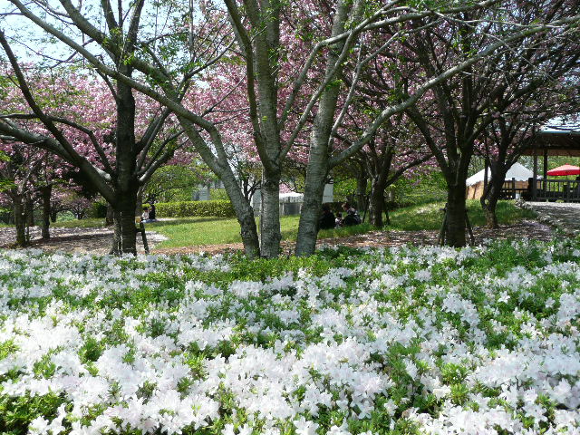 常陸風土記の丘の八重桜_b0116313_21335868.jpg