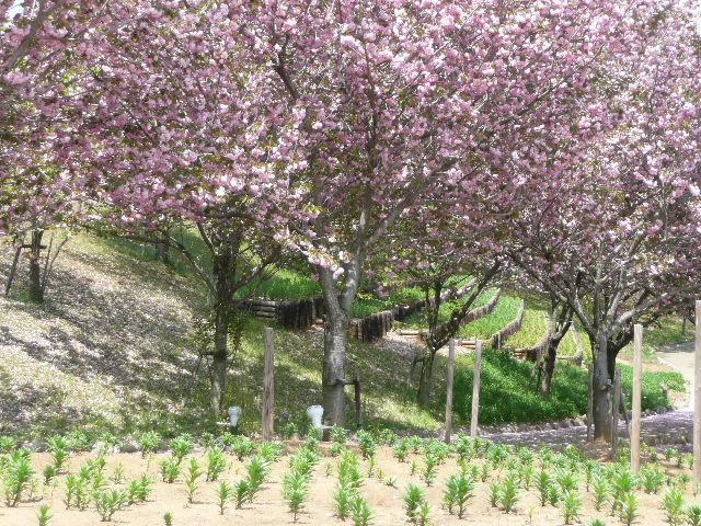 常陸風土記の丘の八重桜_b0116313_2135831.jpg