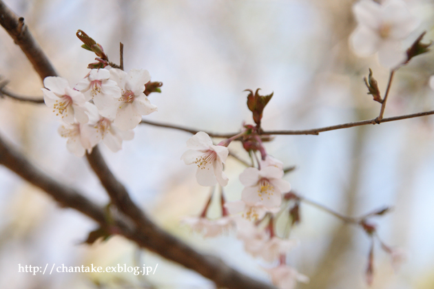 「春の花」を見にいきました。_c0189013_52088.jpg