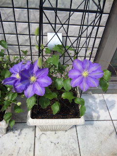 c0201113_22281643.jpg