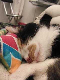 c0201113_22395387.jpg