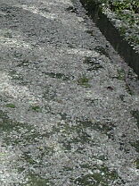f0049813_119164.jpg