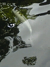 f0049813_1191670.jpg