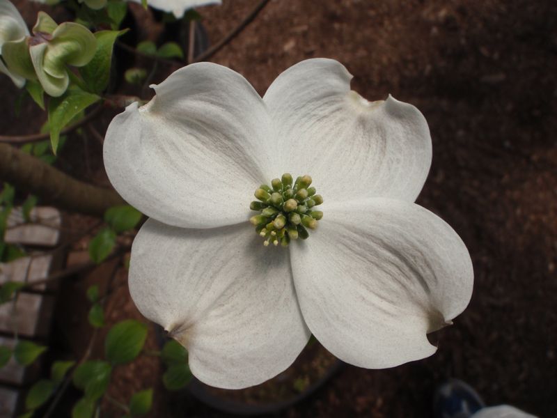 ハナミズキの花びら（総包・総苞）の謎が解けた_c0025115_22565044.jpg