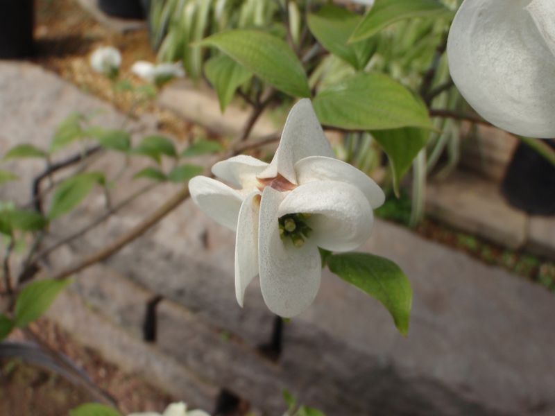 ハナミズキの花びら(総包・総苞)の謎が解けた_c0025115_2342582.jpg