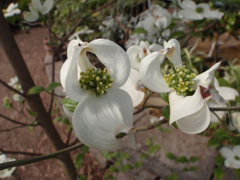 ハナミズキの花びら（総包・総苞）の謎が解けた_c0025115_2345176.jpg