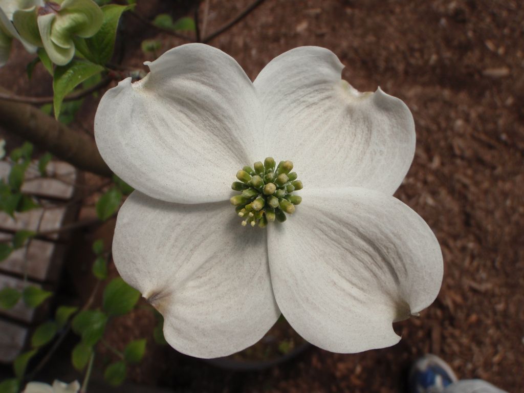 ハナミズキの花びら(総包・総苞)の謎が解けた_c0025115_2391749.jpg