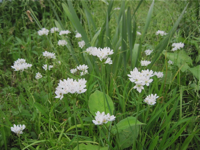 球根で 白い花が咲いて 結局名前わからずの花 里山ガーデン