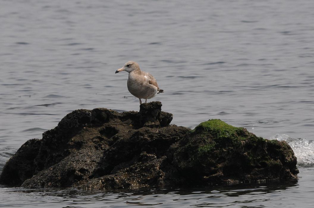 岩　 礁　 の 　鳥　No.2_d0039021_18375614.jpg