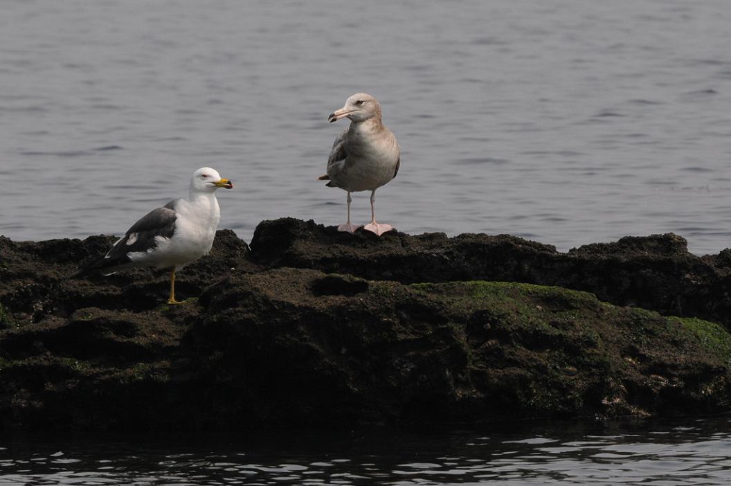 岩　 礁　 の 　鳥　No.2_d0039021_18381465.jpg