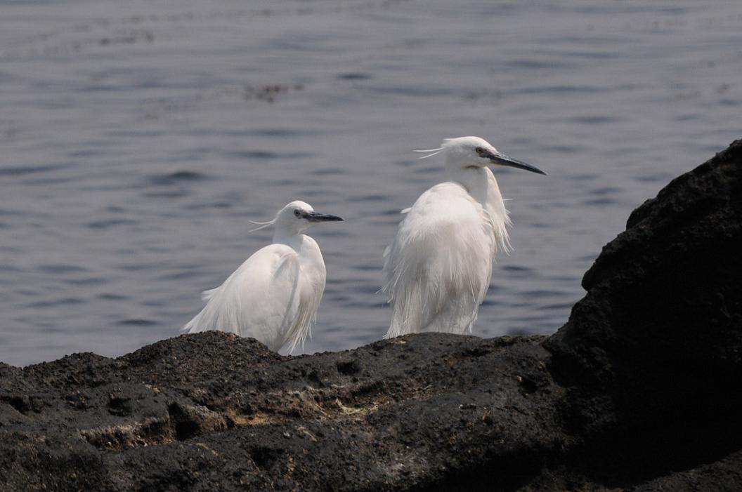 岩　 礁　 の 　鳥　No.2_d0039021_18402435.jpg