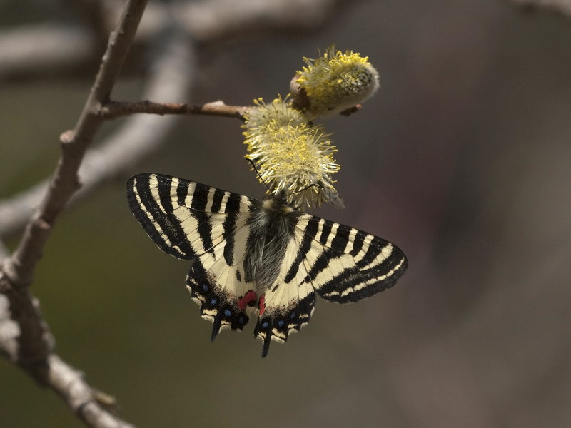 20100504  南アルプス散歩：バッコヤナギのヒメギフチョウ_d0090322_173543.jpg