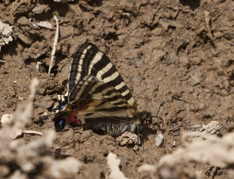 20100504  南アルプス散歩：バッコヤナギのヒメギフチョウ_d0090322_17363161.jpg