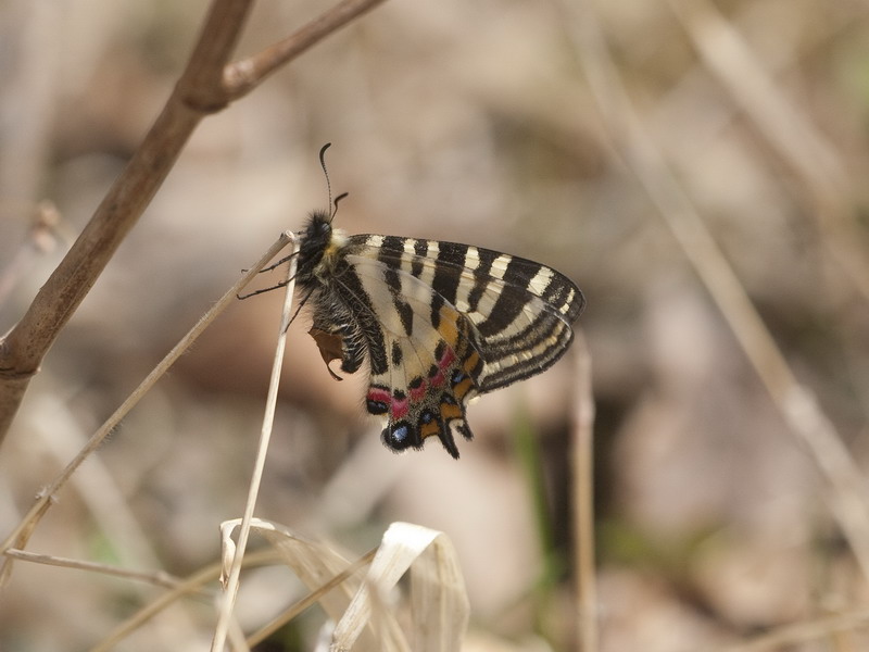 20100504  南アルプス散歩：バッコヤナギのヒメギフチョウ_d0090322_1736353.jpg