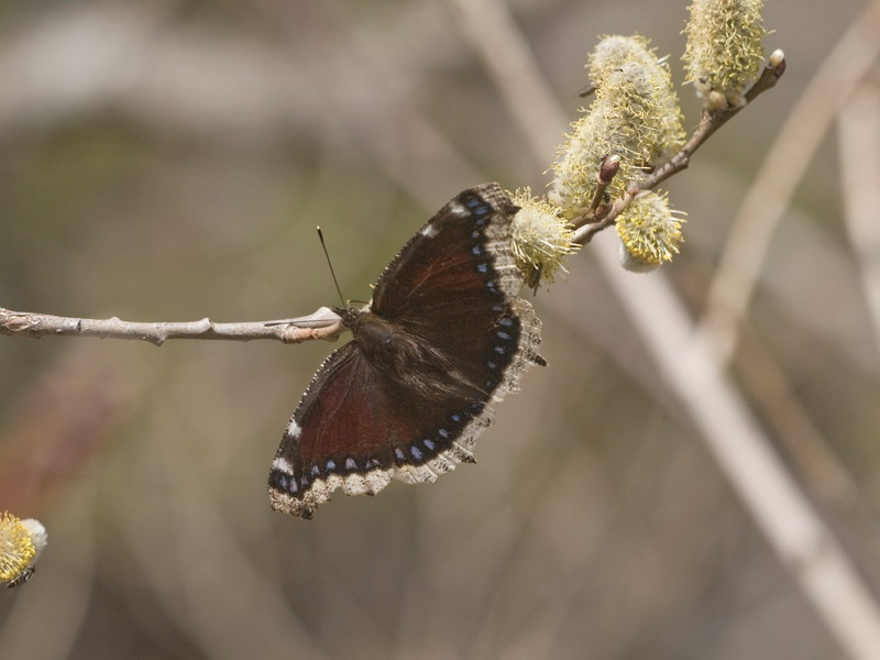 20100504  南アルプス散歩：バッコヤナギのヒメギフチョウ_d0090322_17374958.jpg