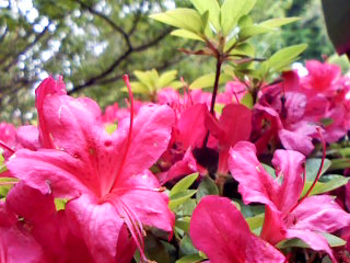 a0094923_16423121.jpg