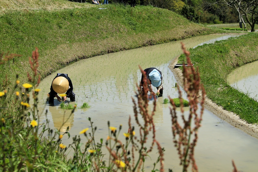 棚田の田植え_b0162824_20312461.jpg