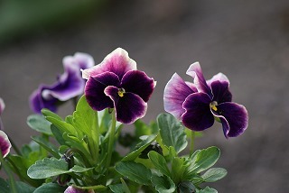 f0170524_1001450.jpg