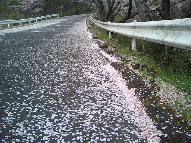 桜吹雪_e0171426_047834.jpg