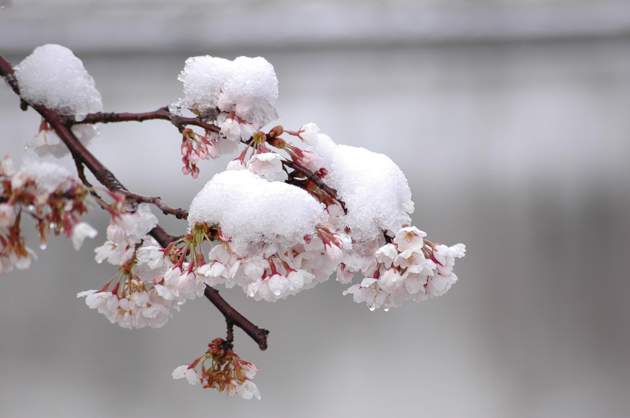 桜に雪とメジロ_e0151930_16104246.jpg