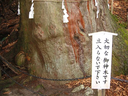 強烈に美しい春の移り変わりとGRBの芳醇なる熟成_f0076731_1340510.jpg